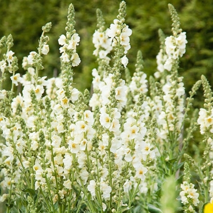 Picture of Verbascum - Hybrida Snow Maiden